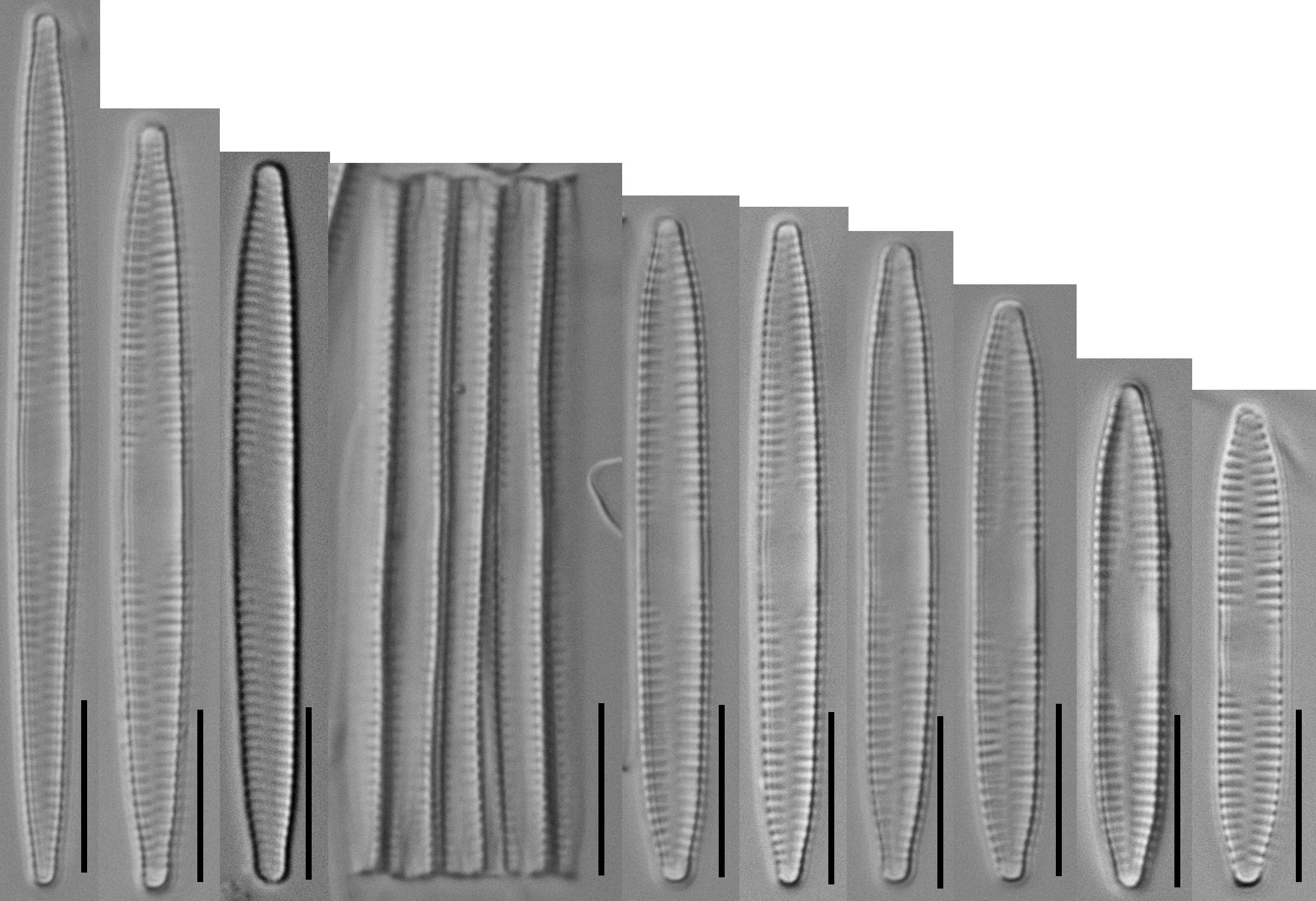 Desmazieres 453 F Capucina