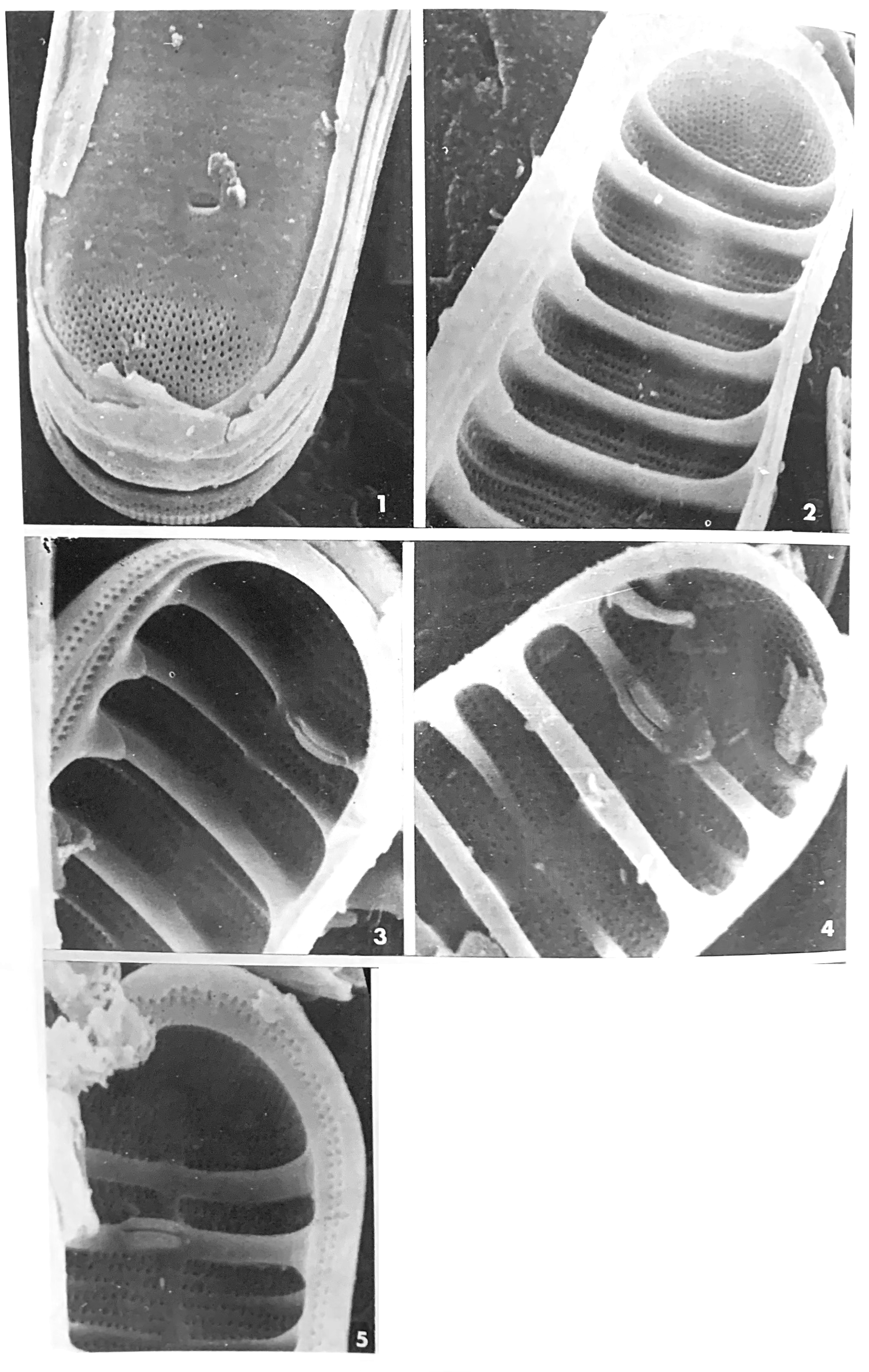 Diatoma problematica orig illus1
