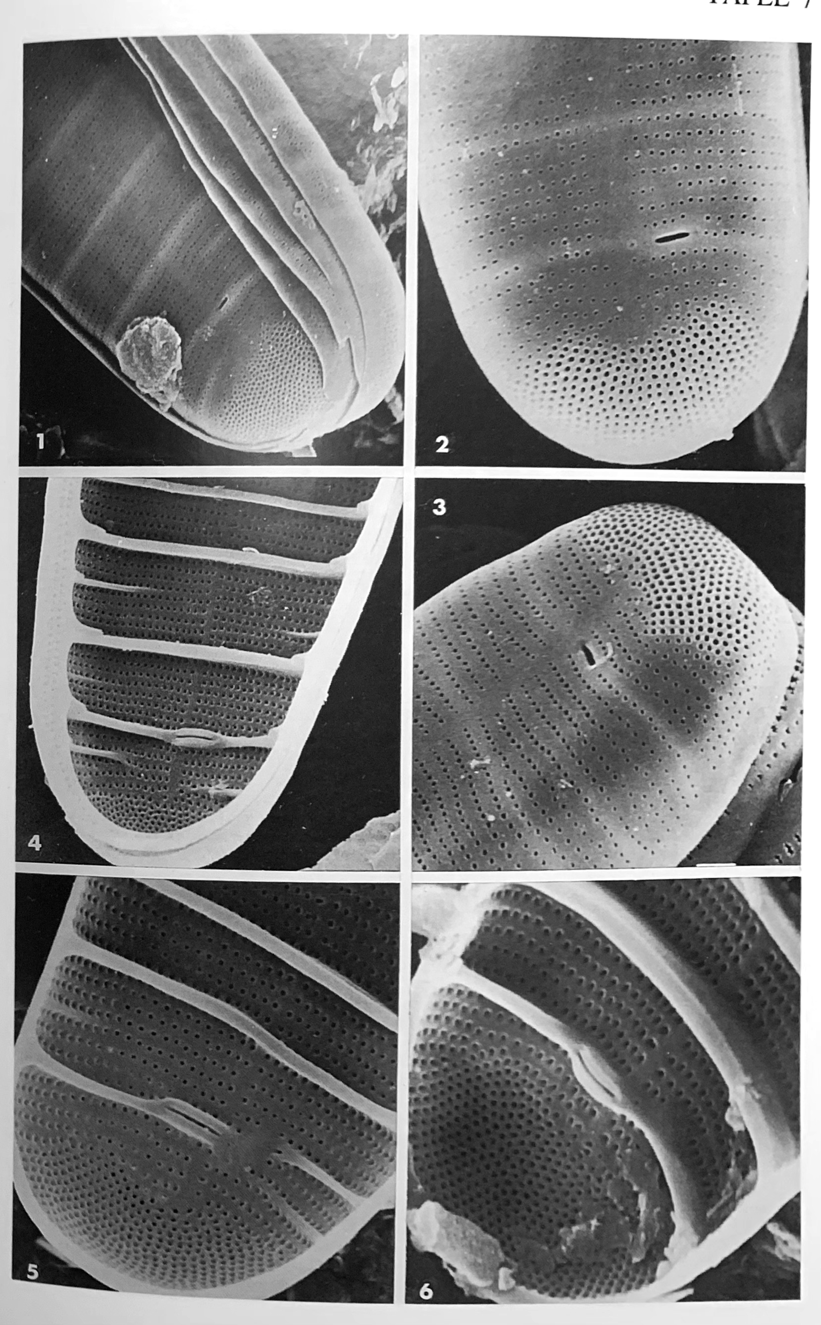 Diatoma problematica orig illus2