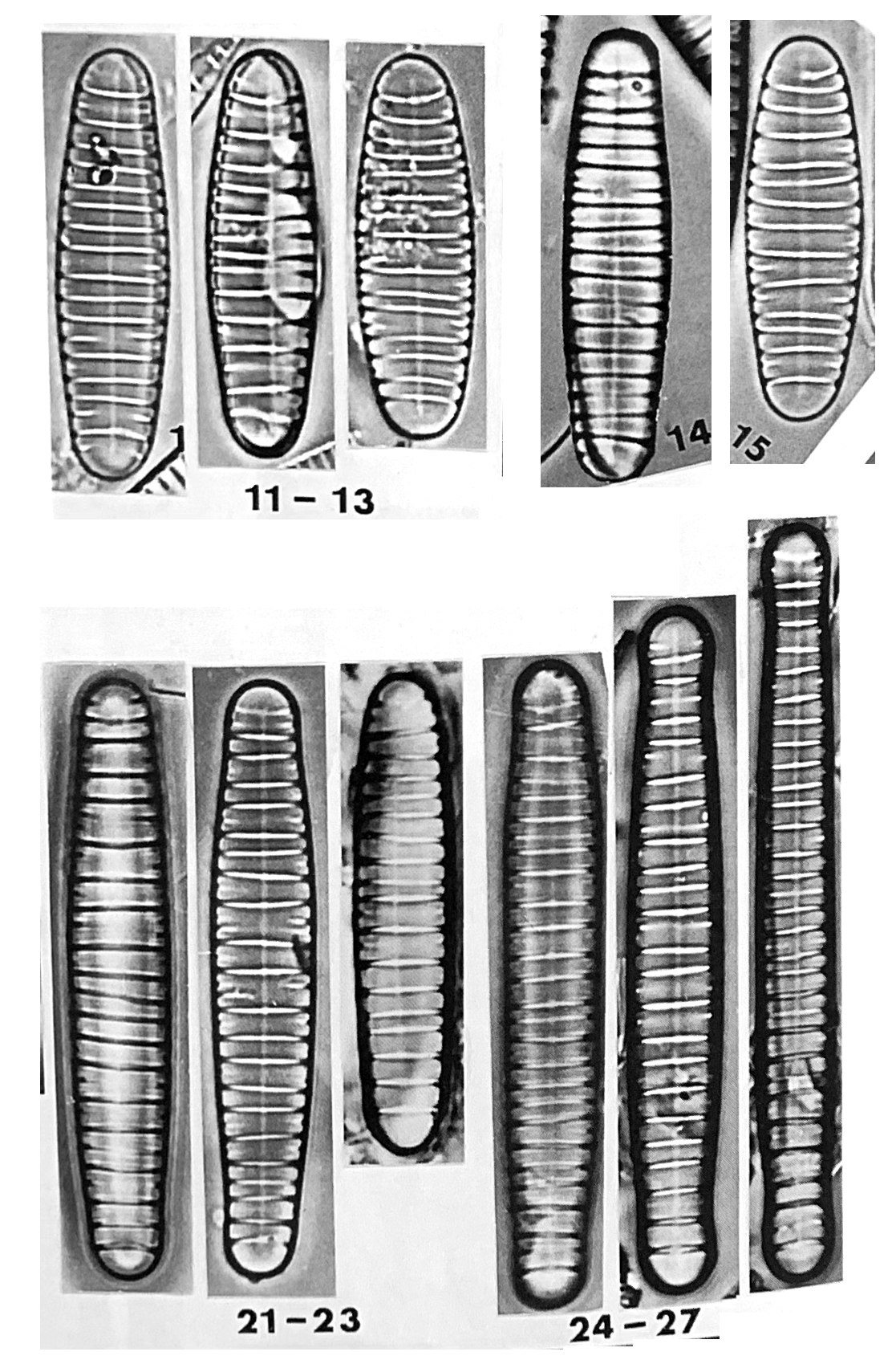 Diatoma problematica orig illus3