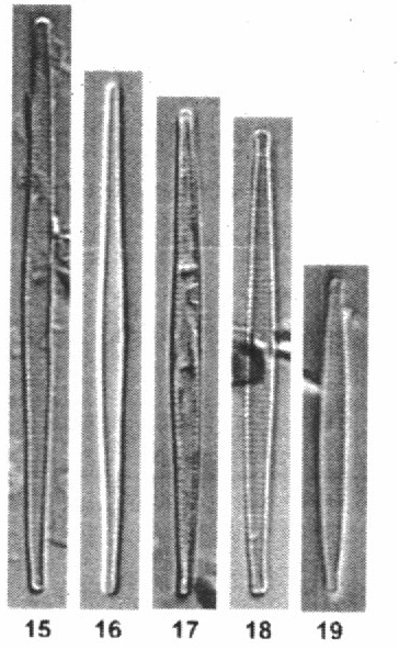 Fragilaria aquaplua orig illus 1