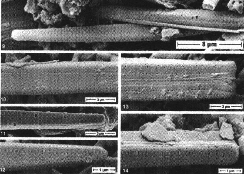 Fragilaria aquaplus orig illus 2
