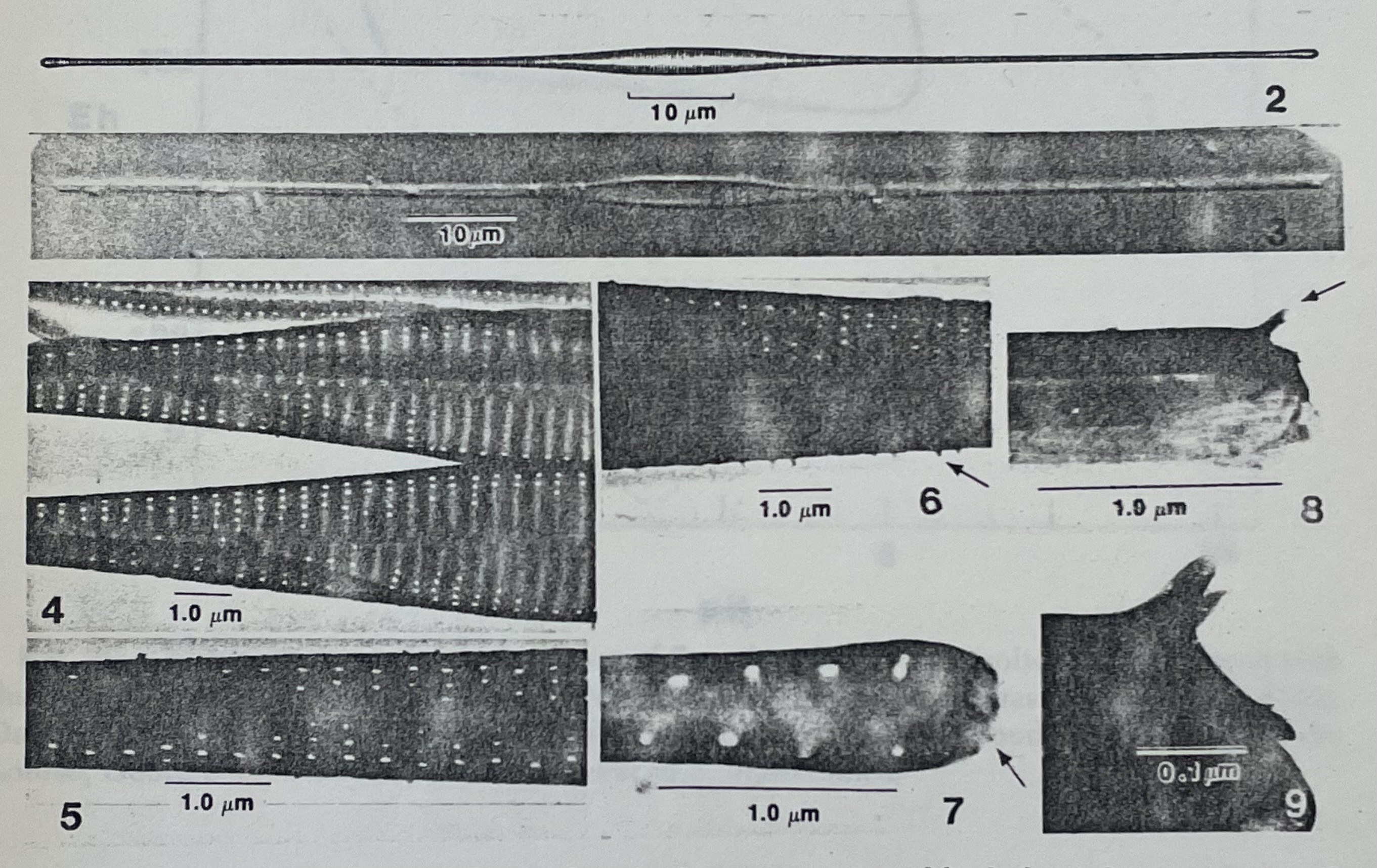 Fragilaria longifusiformis orig illus1