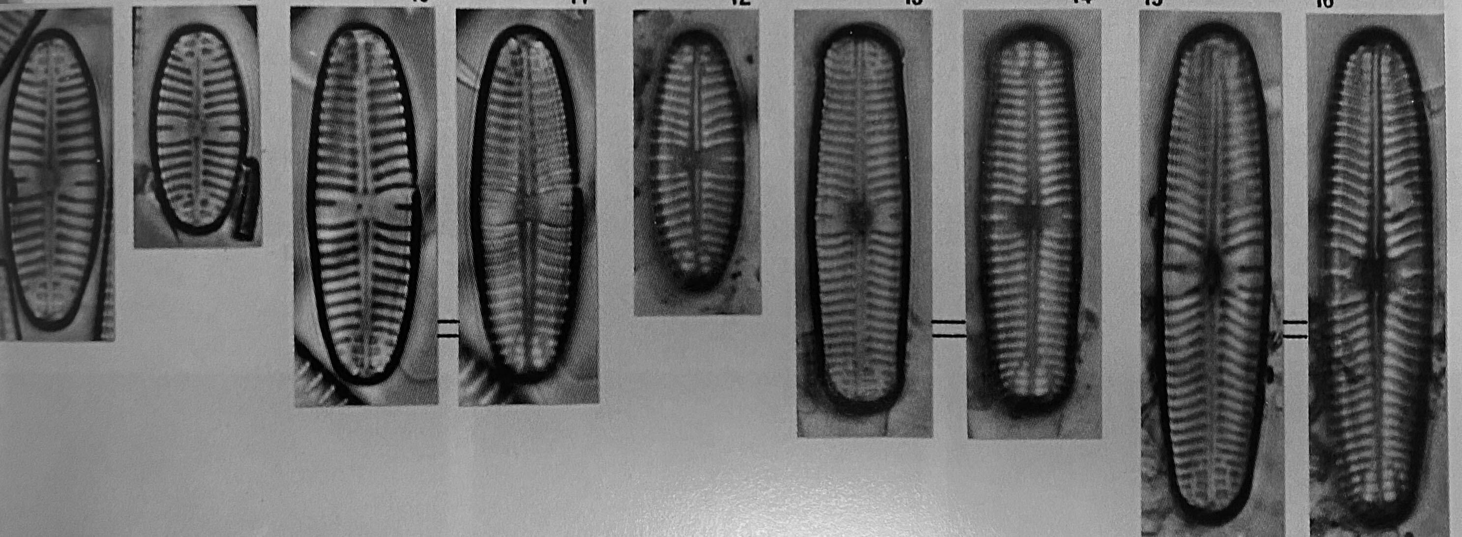 Geissleria paludosa orig img1