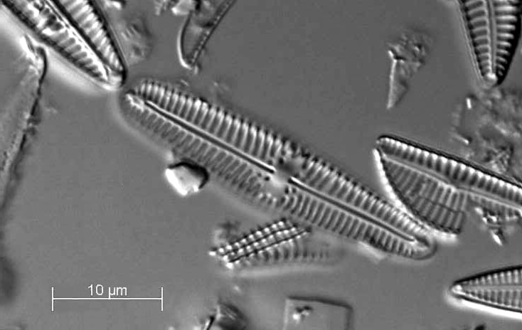 Gomphoneis Olivaceoides  Holotype  Brm  H76485 1