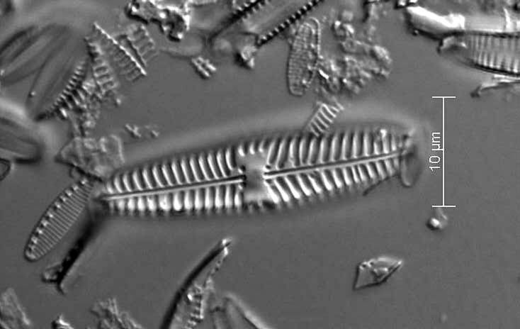 Gomphoneis Olivaceoides  Holotype  Brm  H76485 2