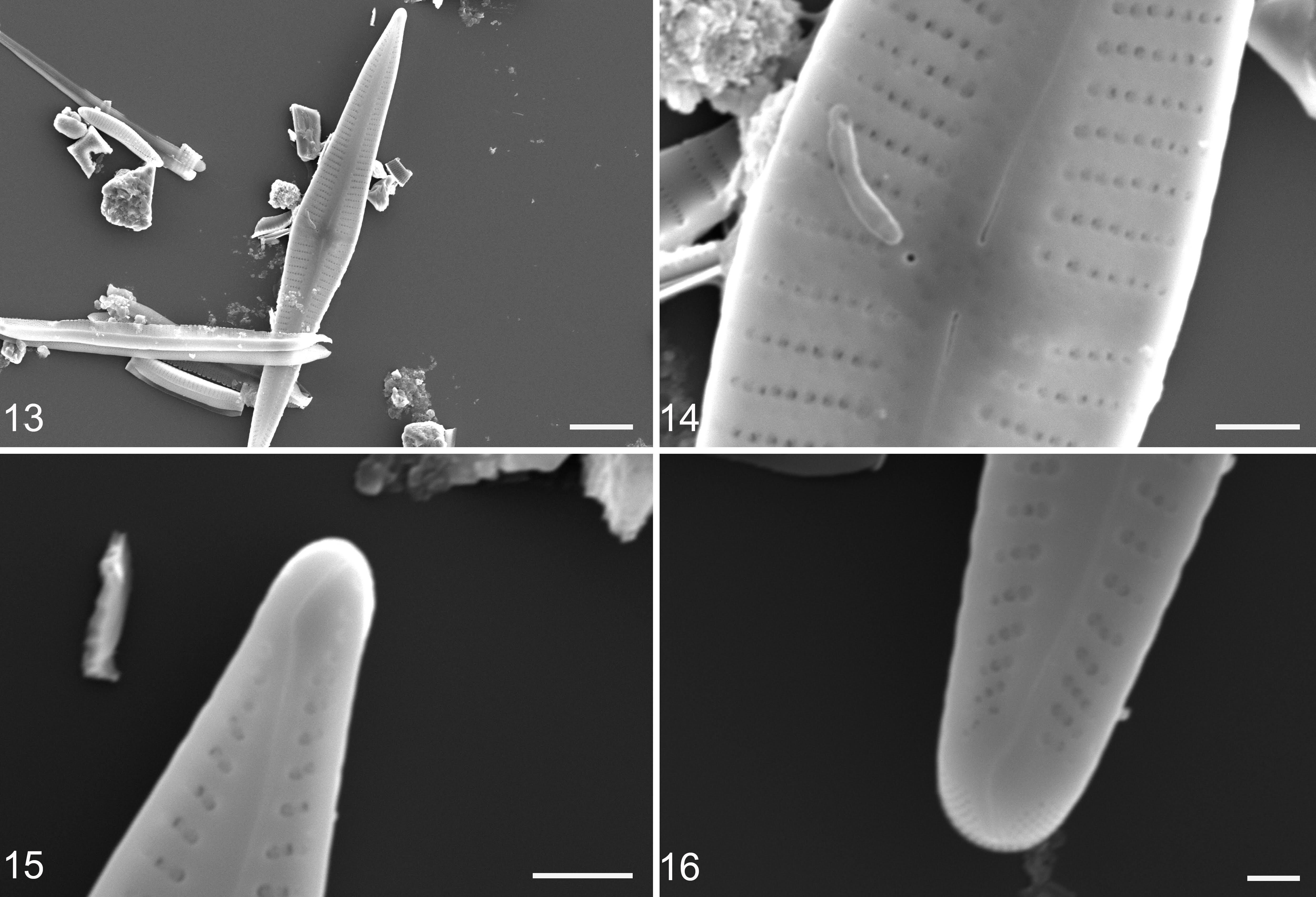 Gomphonema marriae SEM orig illus3