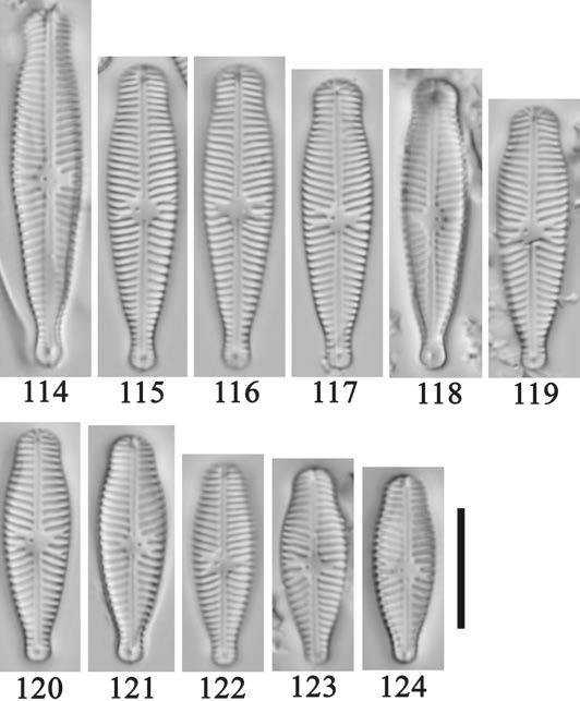 Gomphosinica Capitata  Kociolek Etal 2015 Original 117  Holotype