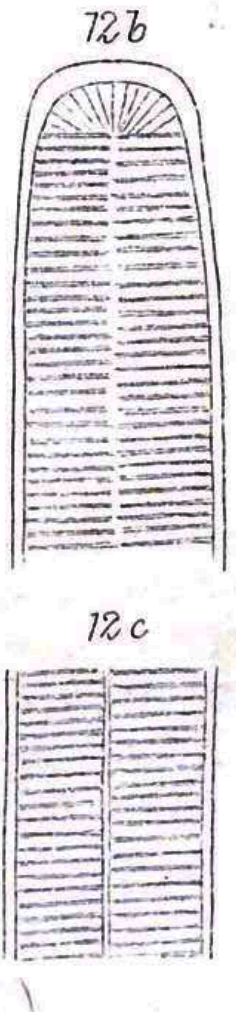 Grunow 1877 line2