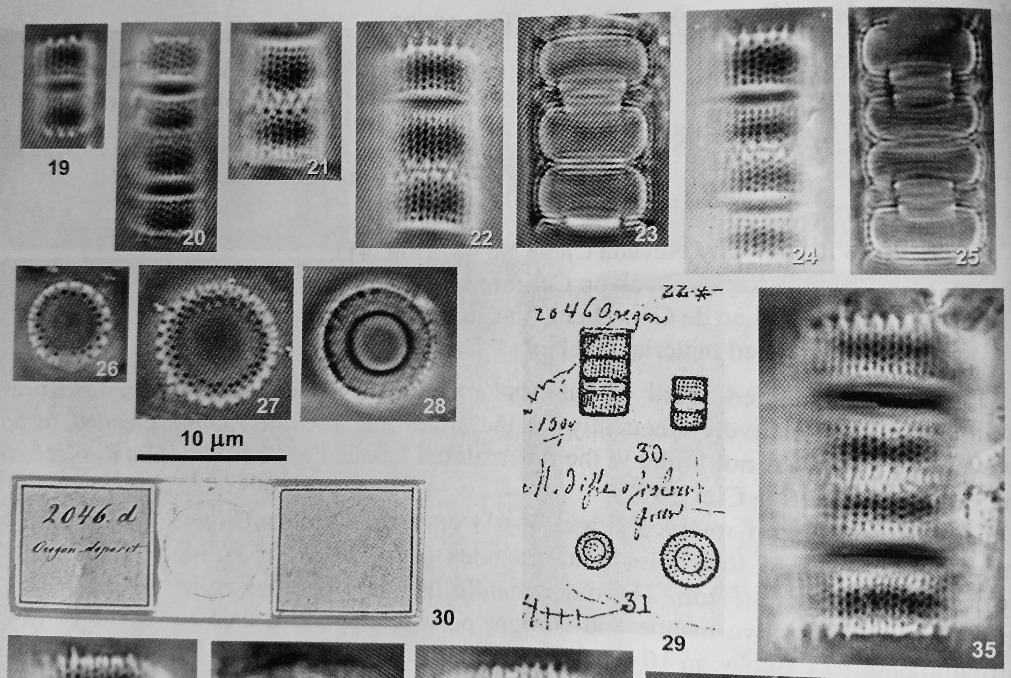 Grunow lectotype LM