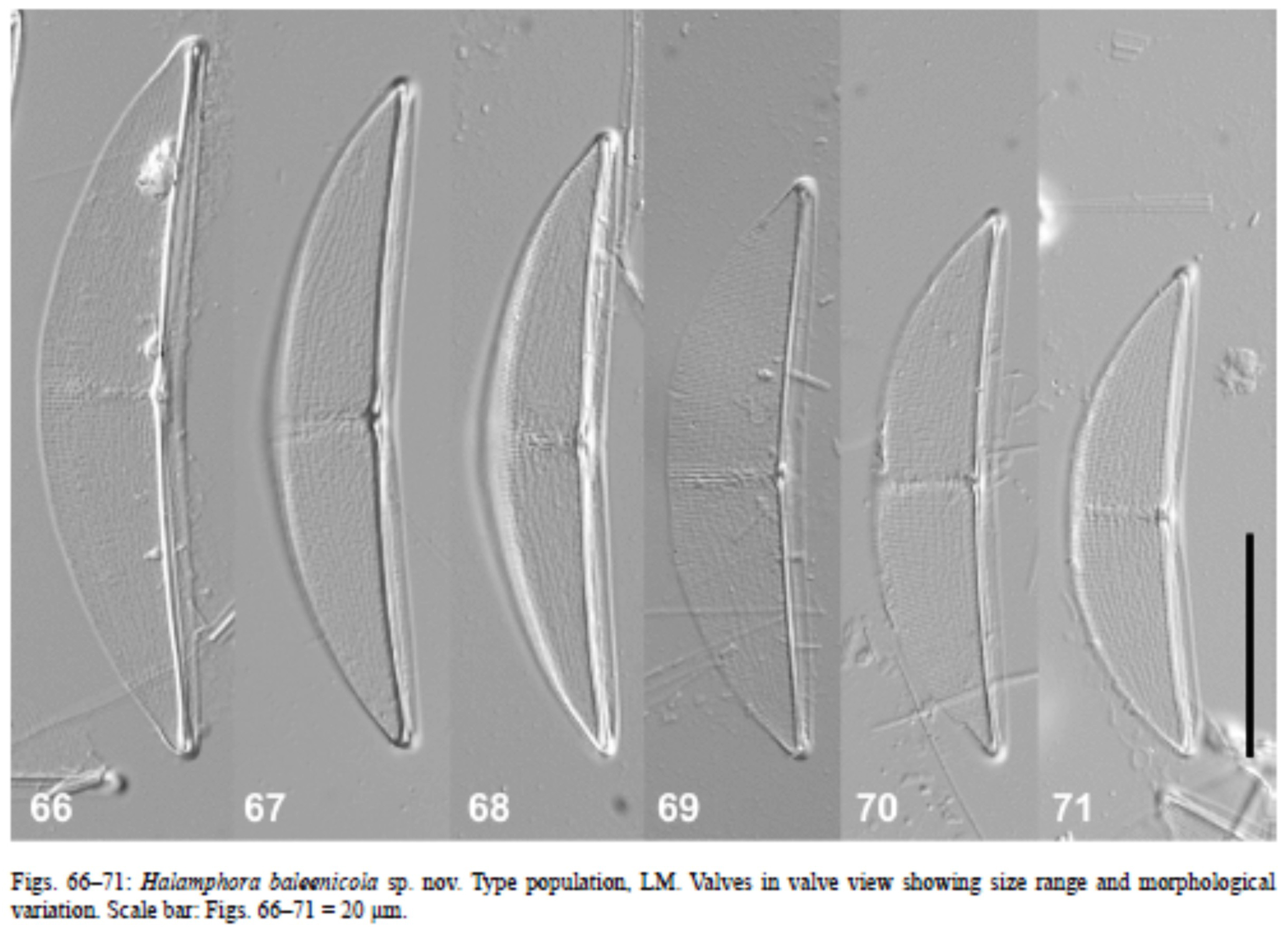 Halamphora baleenicola orig illus1