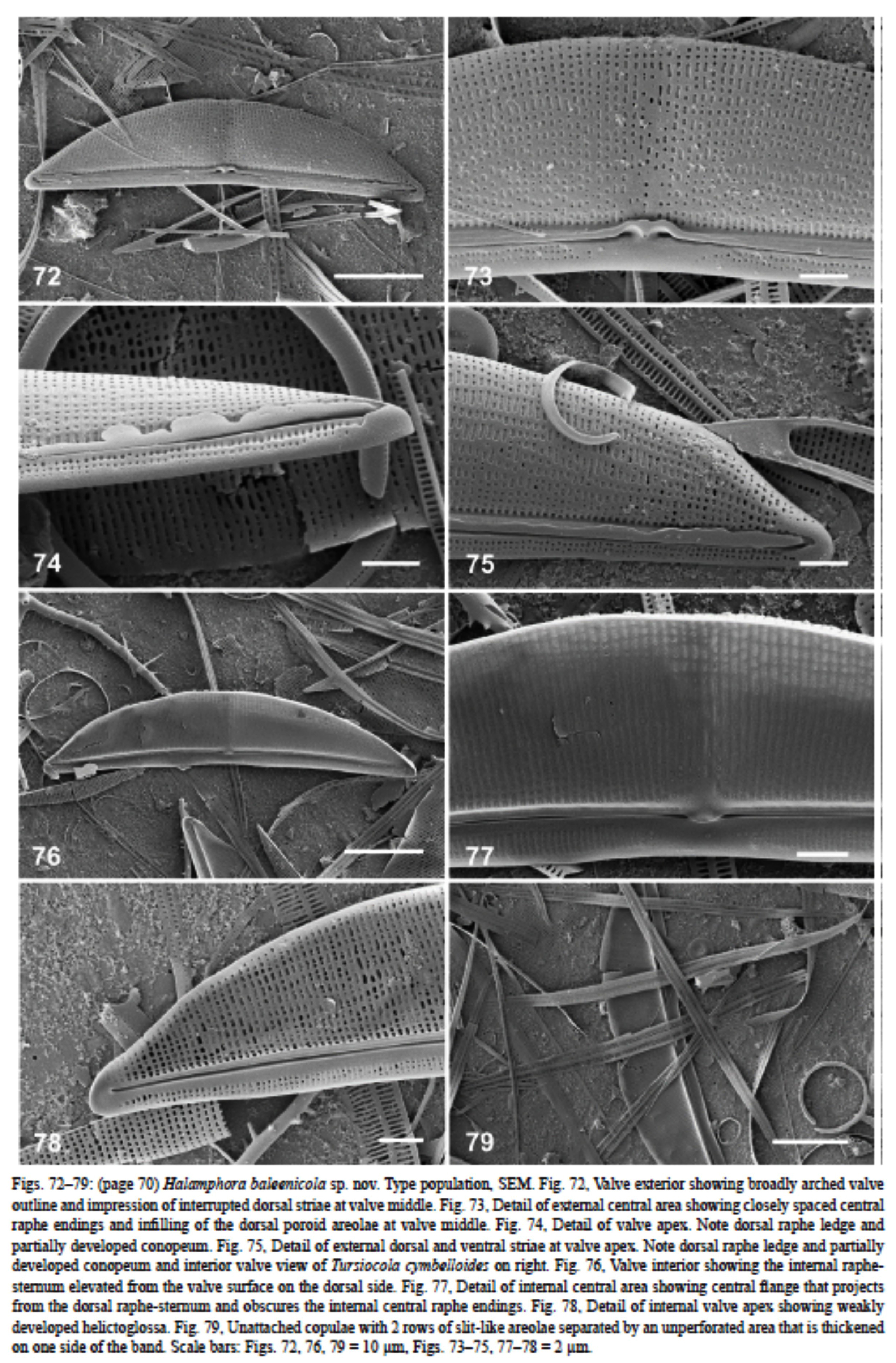Halamphora baleenicola orig illus2