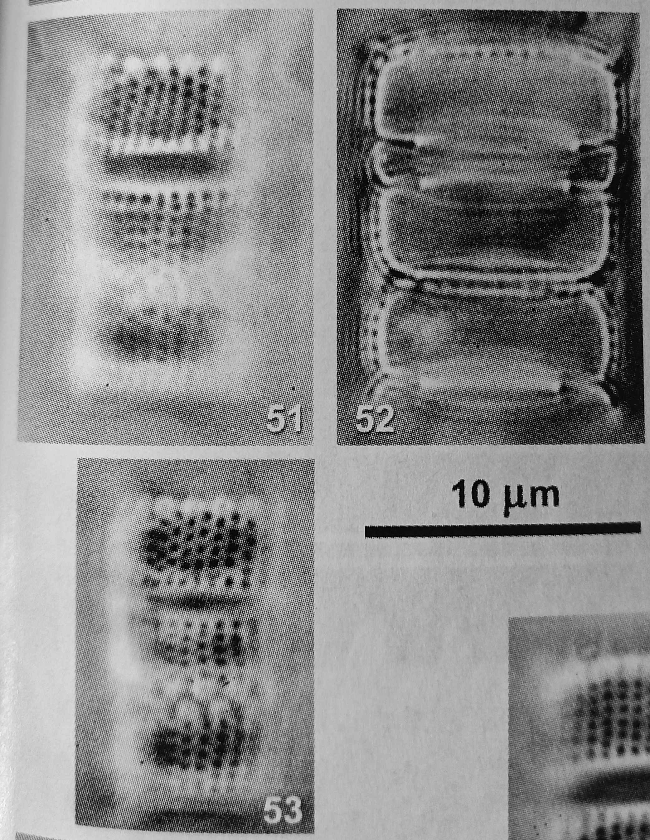Holotype LM