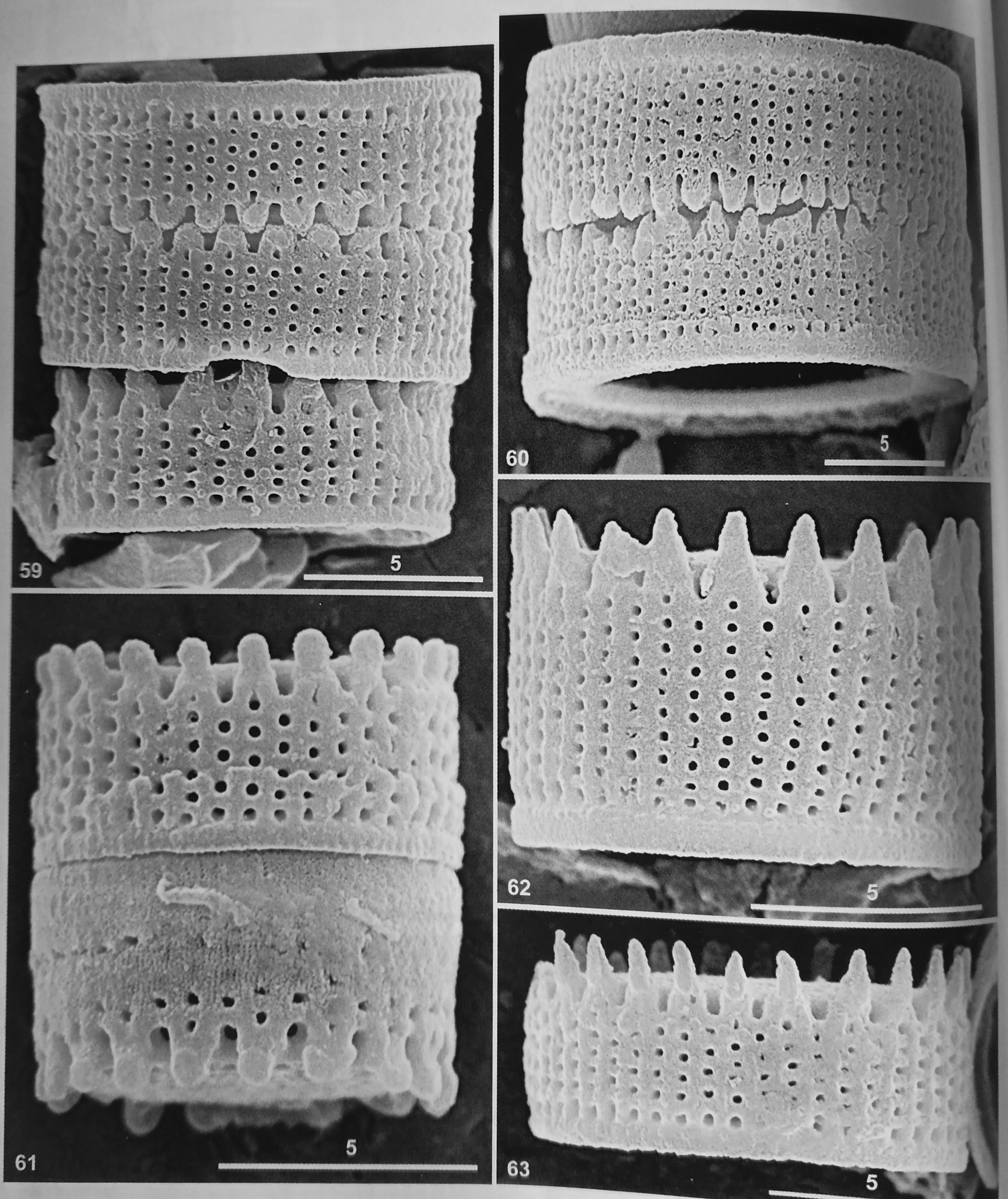 Holotype SEM