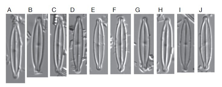 Kobayasiella tursujuqensis orig illus1