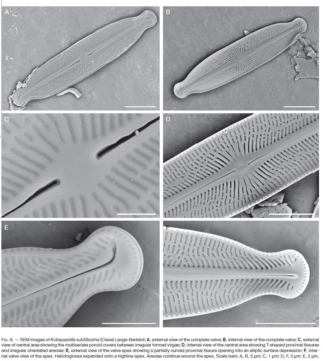 Kobayasiella tursujuqensis orig illus2