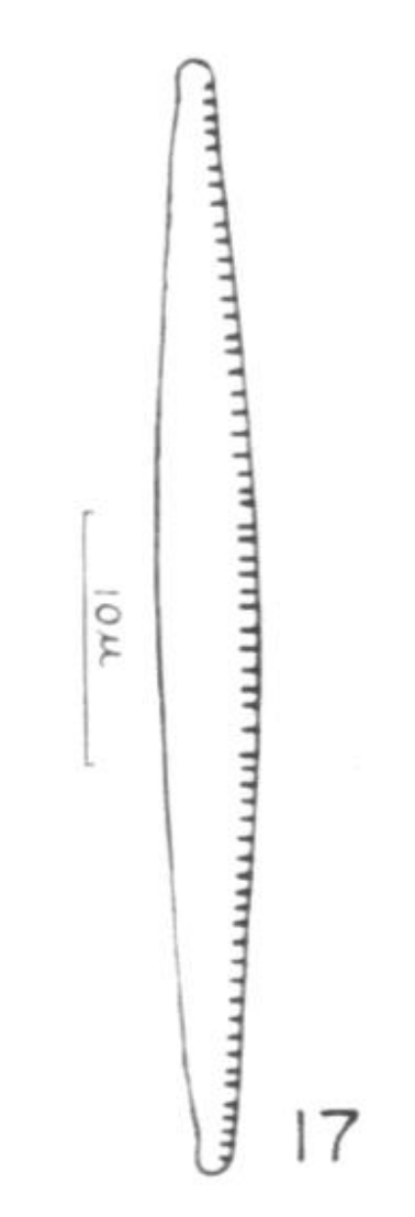 Nitzschia alaskana orig illus