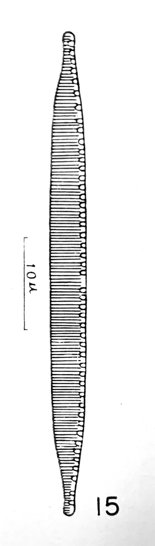 Nitzschia lacunicola orig illus