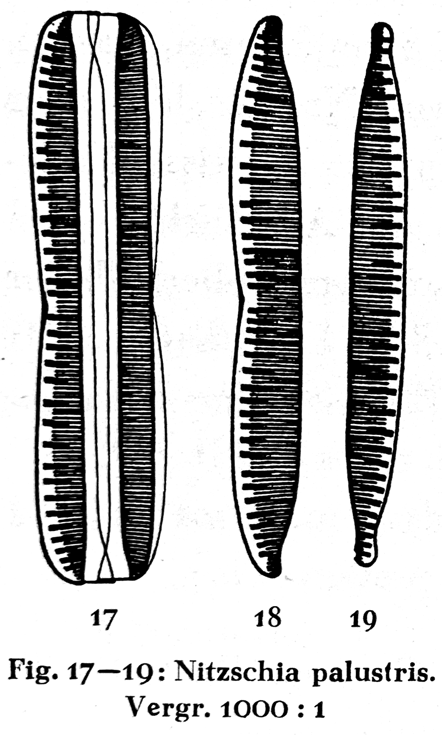 Nitzschia palustris orig illus