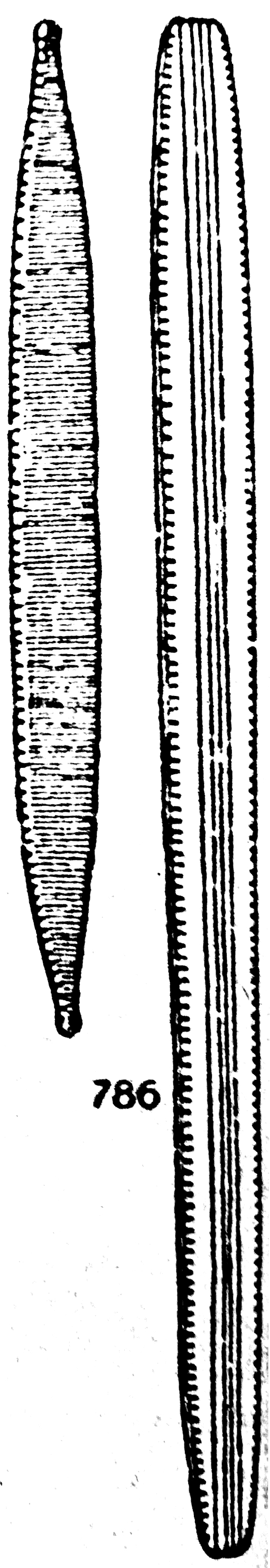 Nitzschia sublinearis orig illus