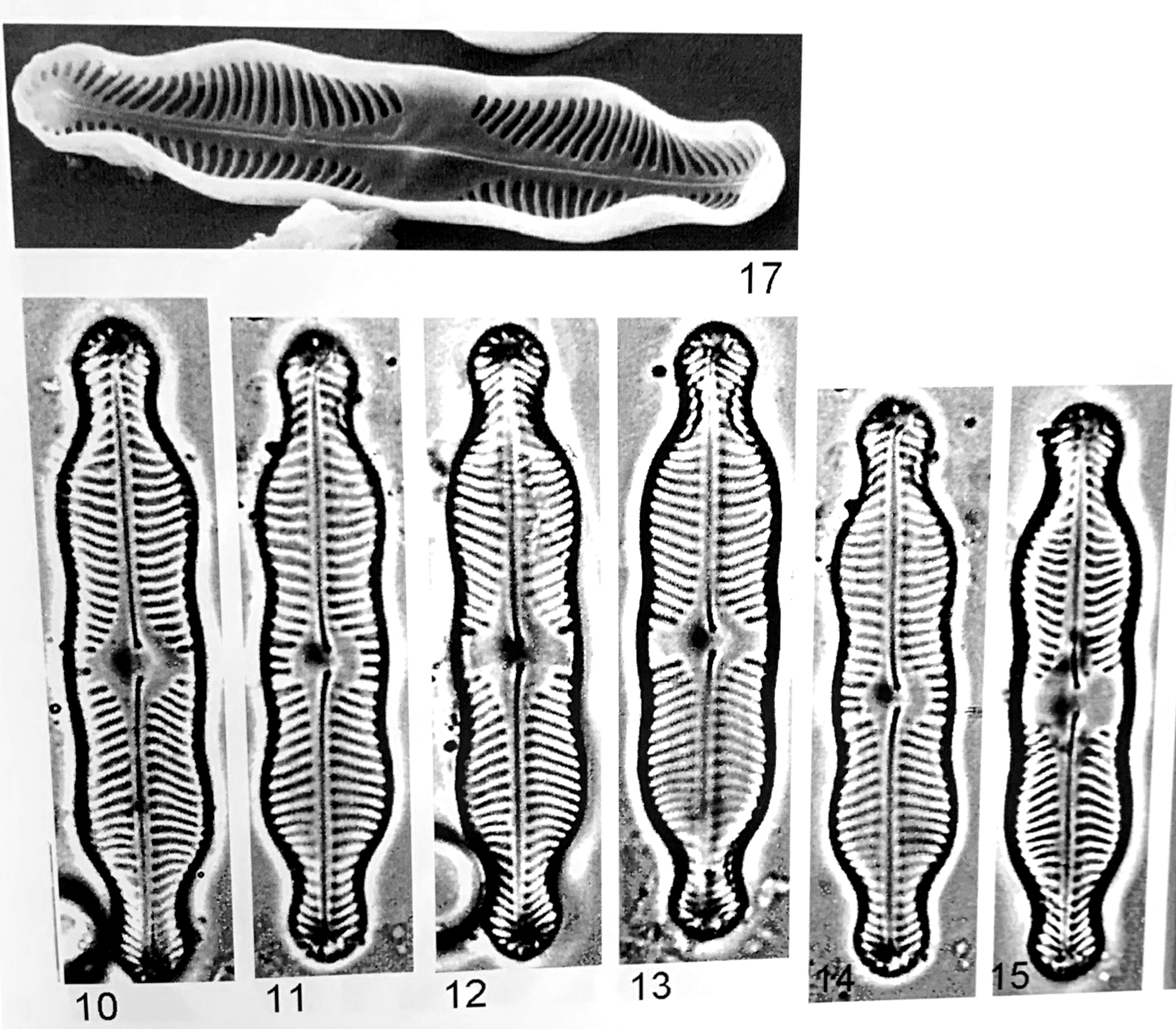 Pinnularia grunowii orig illus 2