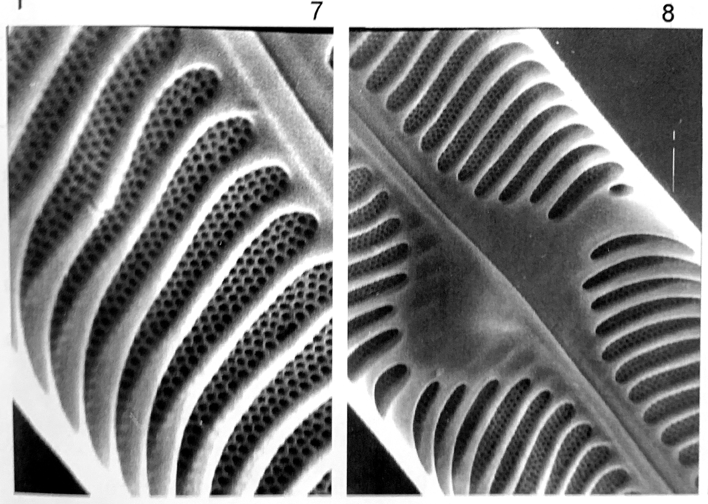 Pinnularia grunowii orig illus 3