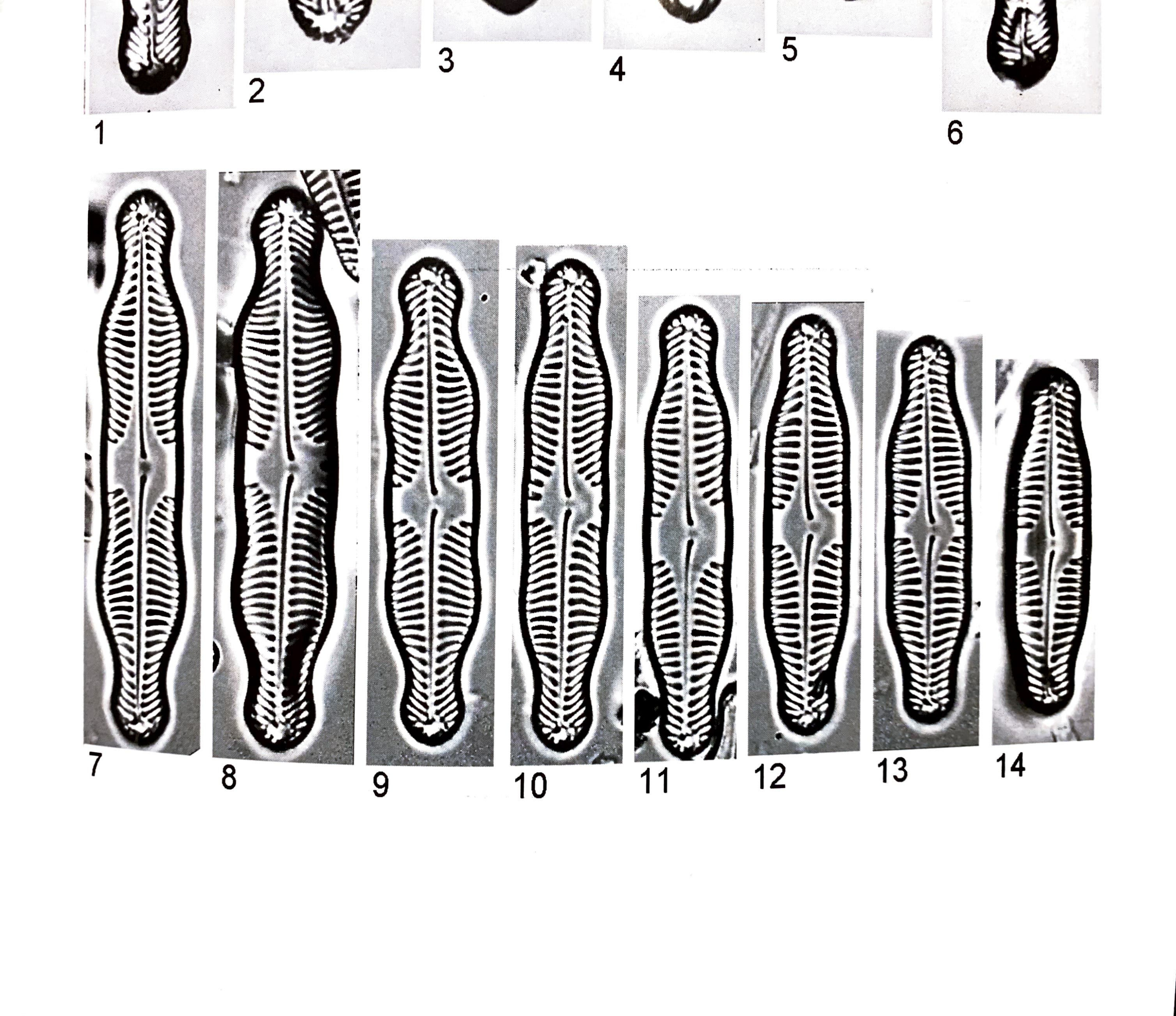 Pinnularia grunowii orig illus