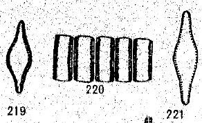 Pseudostaurosira brevistriata var inflata original illustration