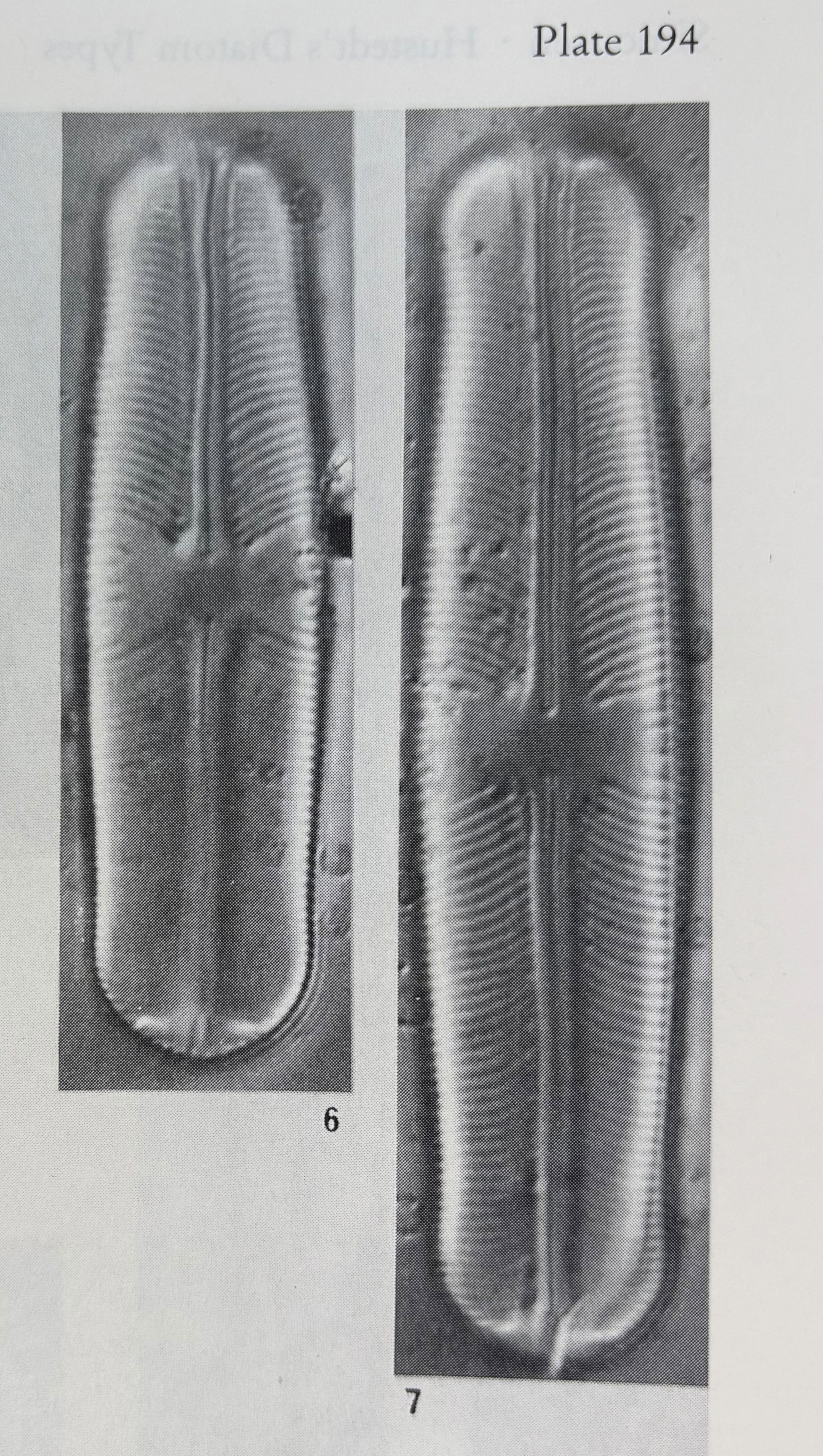 Sellaphora parapupula orig illus1