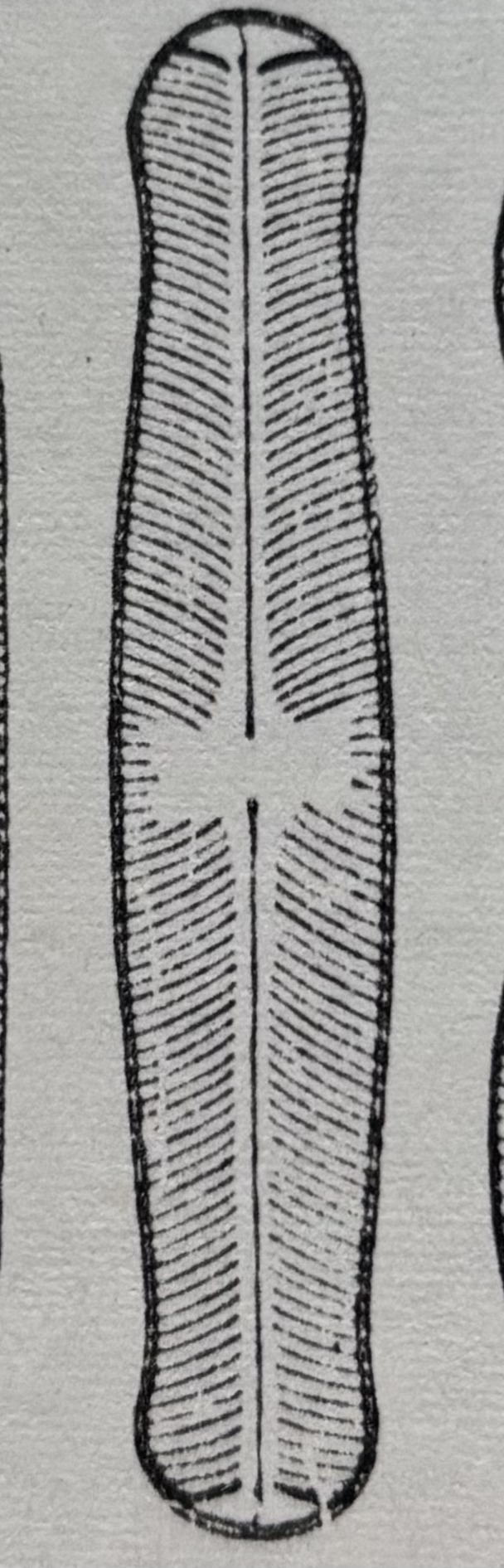 Sellaphora parapupula orig illus2