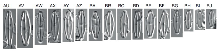 Sellaphora vincentiana orig illus1