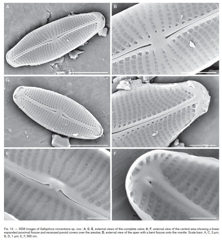 Sellaphora vincentiana orig illus2