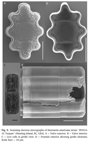 Stoermeria americana SEM