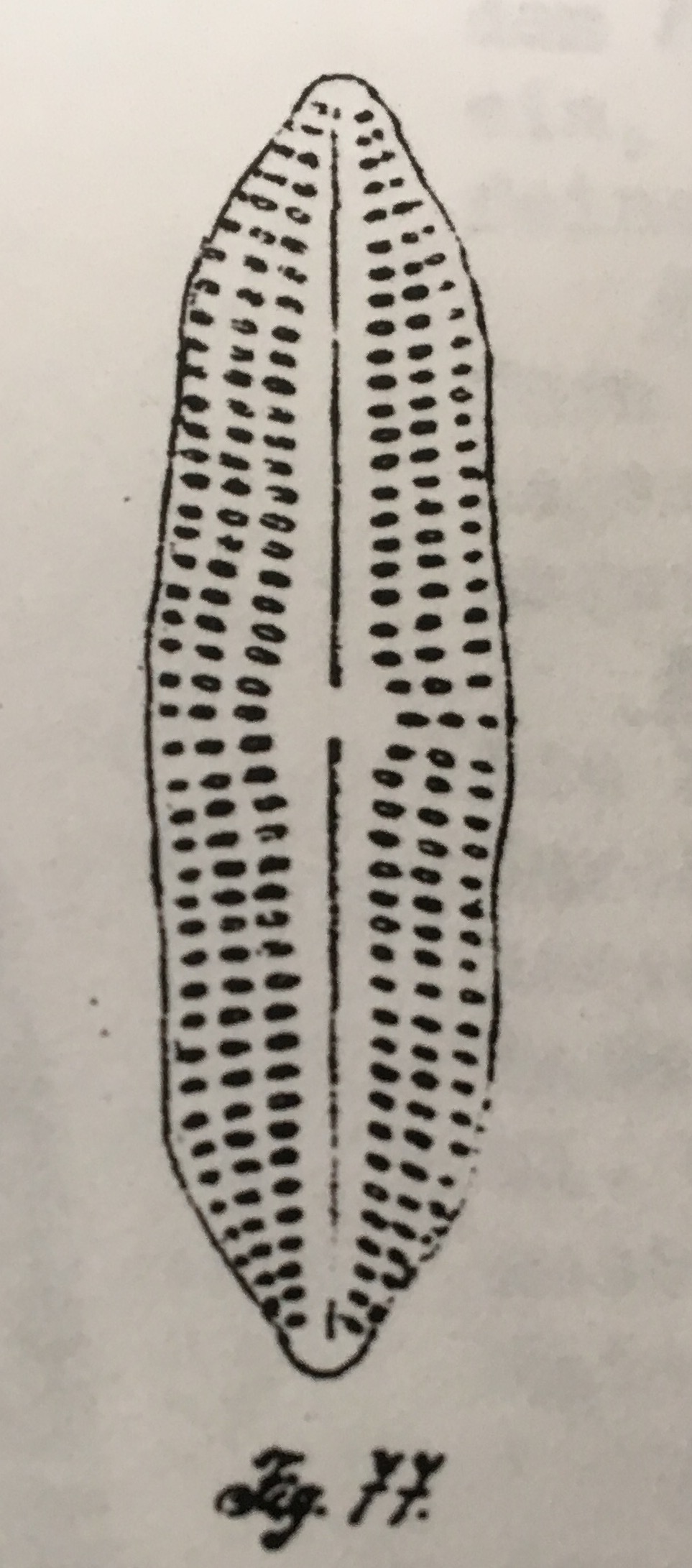 Type  Caloneis Baltica V  Undulata  Schulz 1926