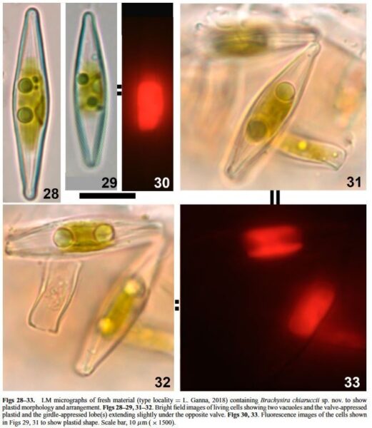 Brachysira chiaruccii Orig LM Live 1
