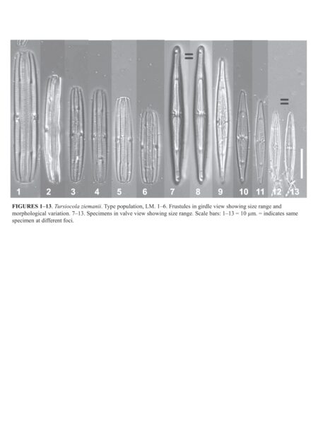 Tursiocola ziemanii orig illus1