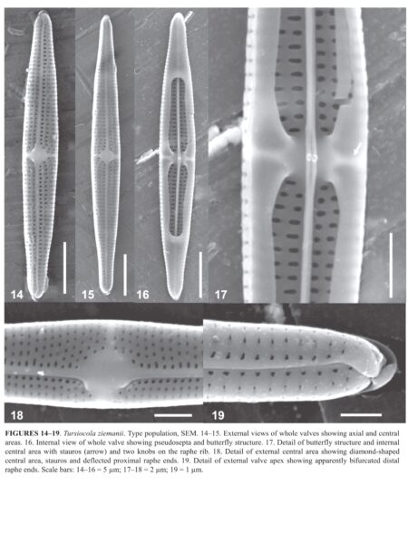 Tursiocola ziemanii orig illus2