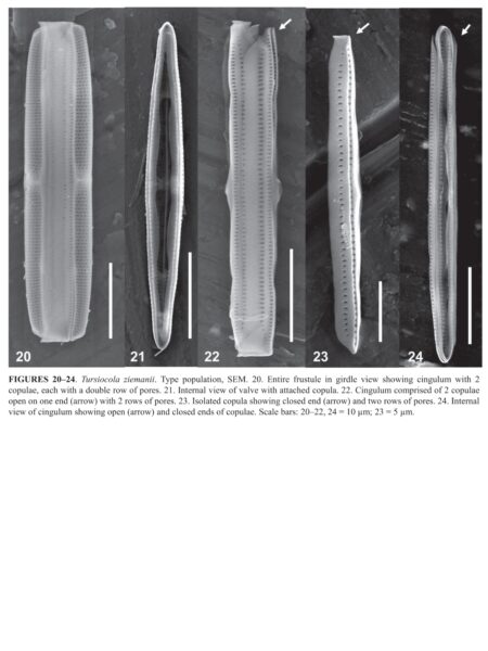 Tursiocola ziemanii orig illus3