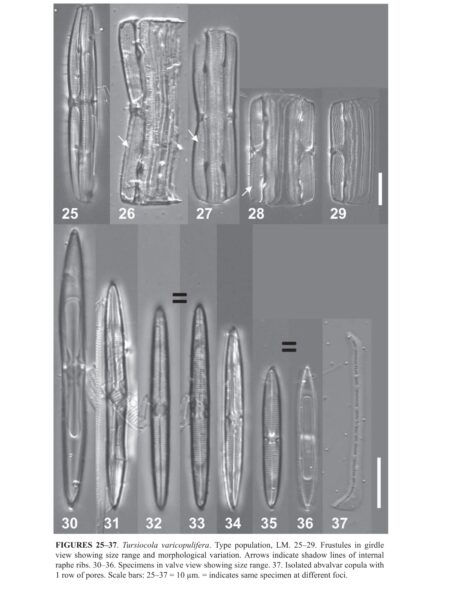 Tursiocola varicopulifera orig illus1