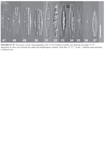 Tursiocola costata orig illus1
