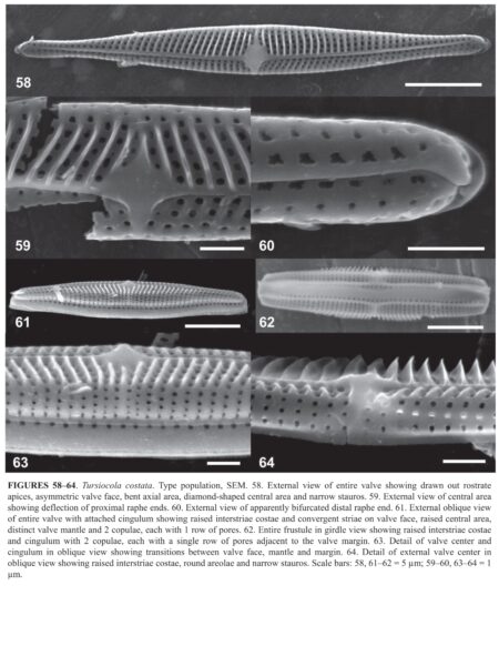 Tursiocola costata orig illus2