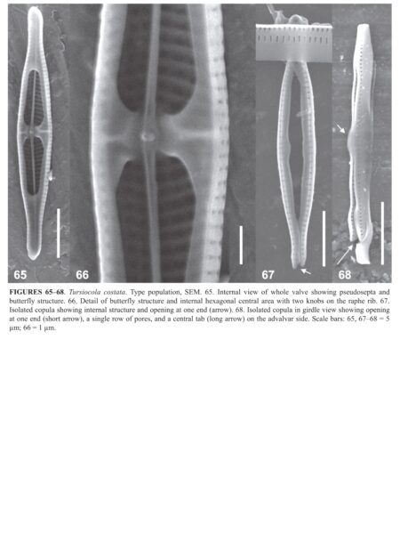 Tursiocola costata orig illus3