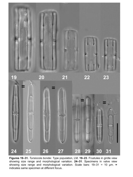 Tursiocola bondei orig illus1