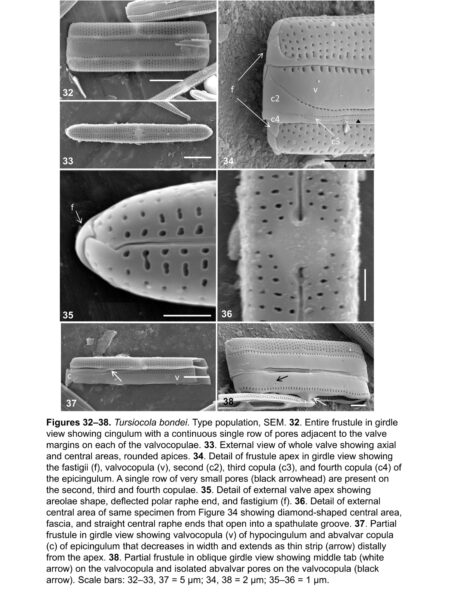 Tursiocola bondei orig illus2