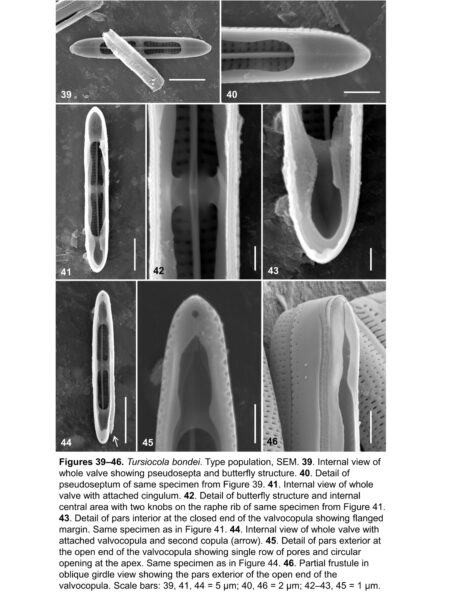 Tursiocola bondei orig illus3