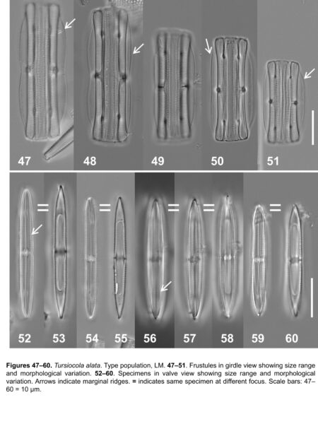 Tursiocola alata orig illus1