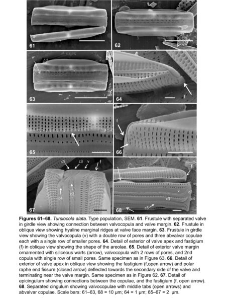 Tursiocola alata orig illus2