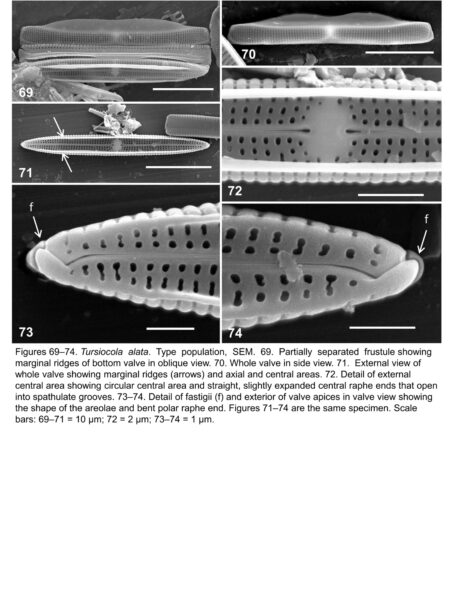 Tursiocola alata orig illus3