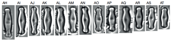 Adlafia ossiformis orig ill LM