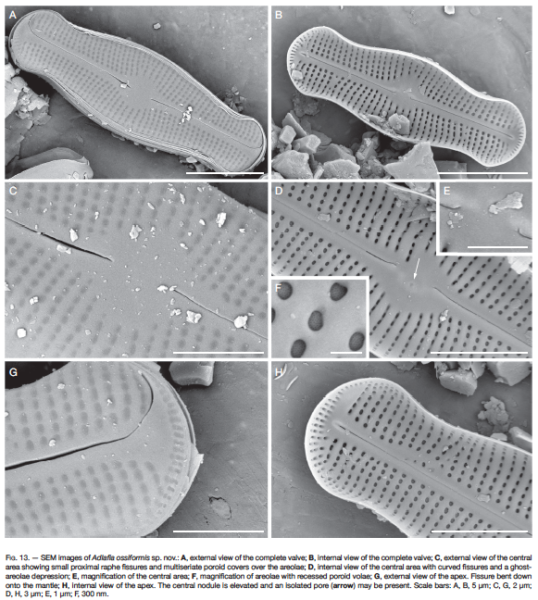 Adlafia ossiformis orig ill SEM